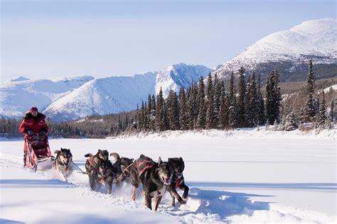 Yank In the Yukon -  Bir Amerikan Kahramanının Kanada'daki Macerası ve İhtişamlı Karli Manzara